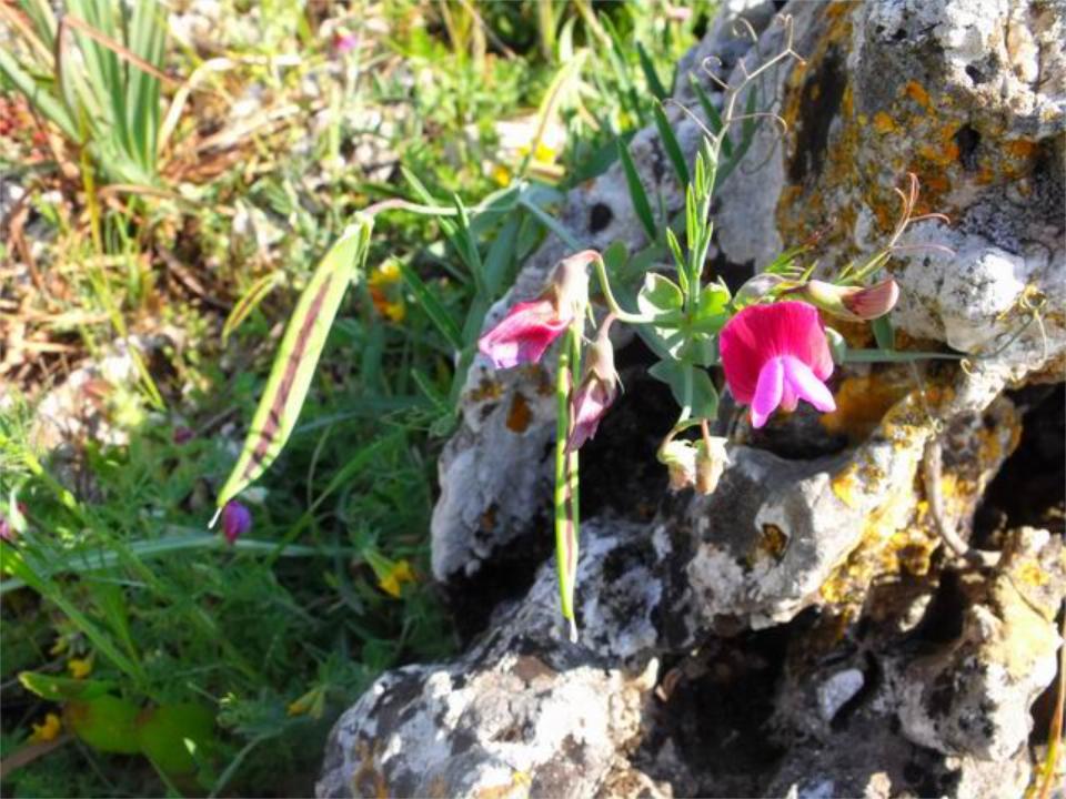 Lathyrus clymenum